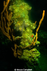 This coral head was near the wheel house of the RMS Rhone... by Bruce Campbell 